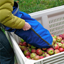 Apple Gleaning